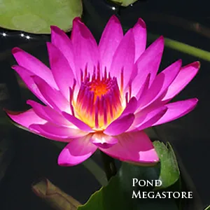 Ruby Waterlily <br> Heavy Blooming Day Bloomer!